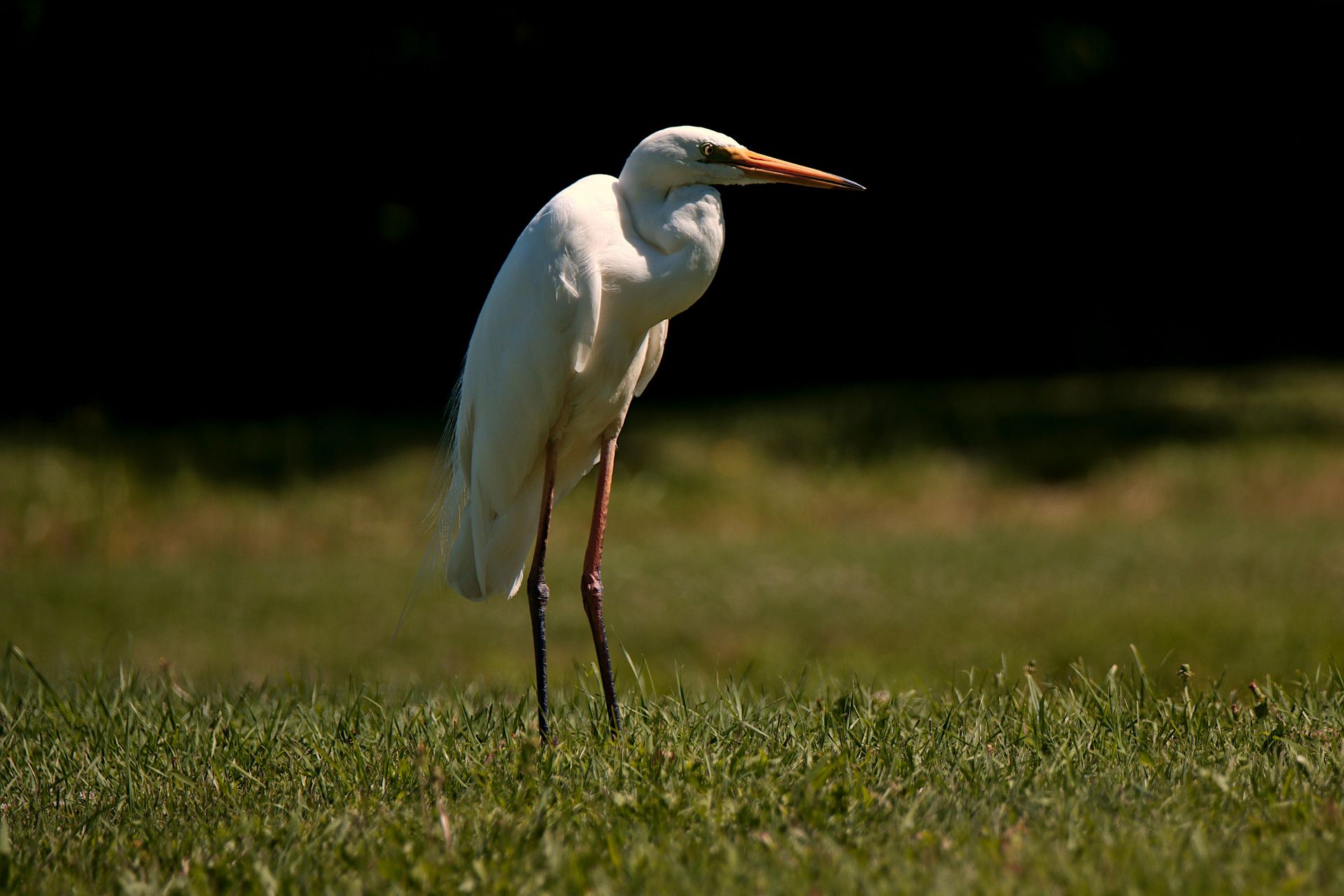 White egret standing in green grass, with a dark background.