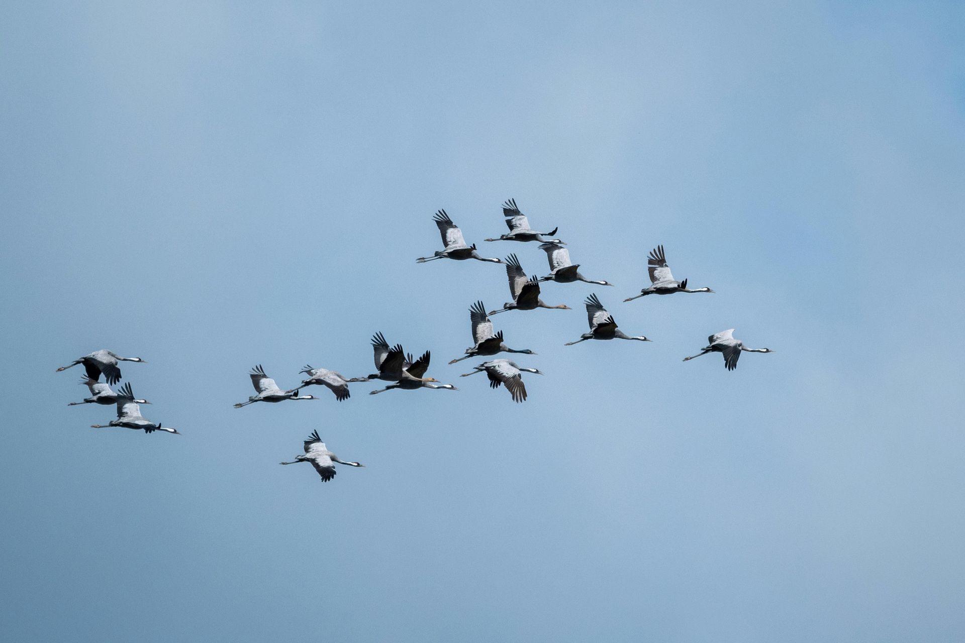 Flock of tall, gray and white birds flying against a light blue sky.