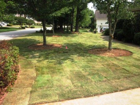 Fresh Lawn Growth Post Professional Lawn Service