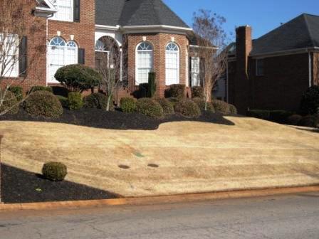 Residential Front Lawn with Decaying Grass