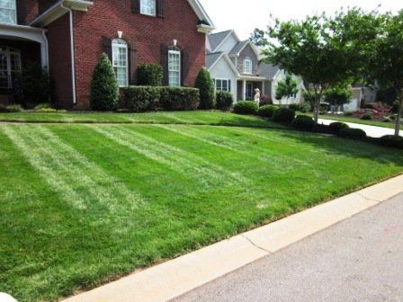 Front Lawn with Lush & Fluffy Green Grass