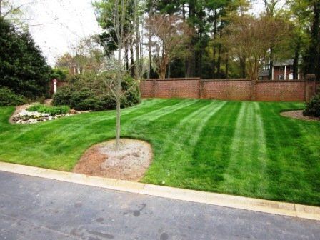 Freshly Cut Lawn with Bold Mowing Lines