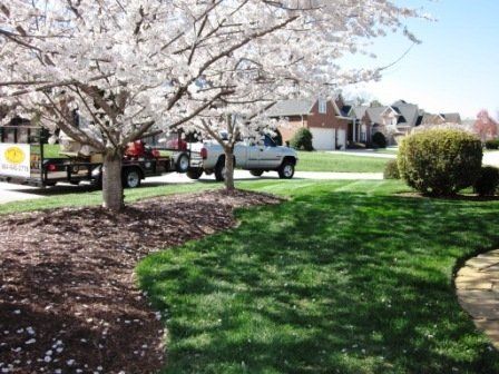 White Flowering Tree Dropping Its Petals on Lush Green Lawn