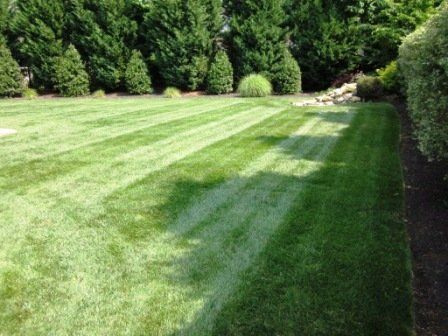 Lush Green Lawn on a Bright Sunny Day