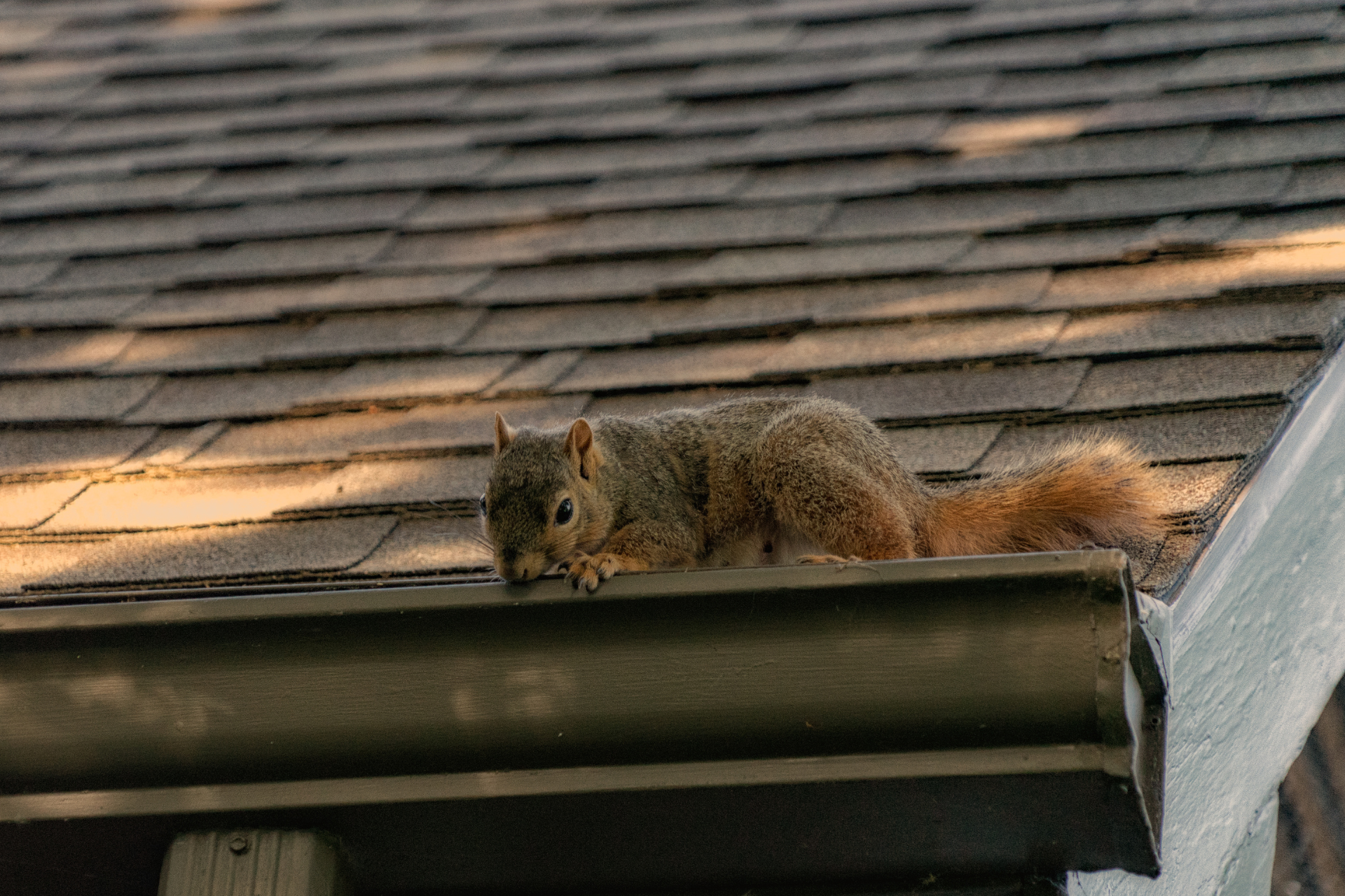 A squirrel is sitting on the gutter of a roof.