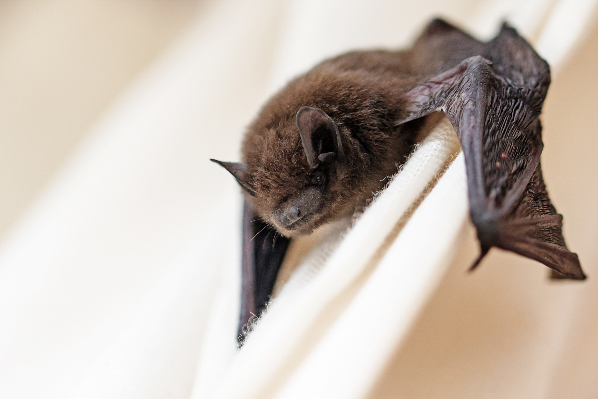 A bat is hanging upside down on a white wall.