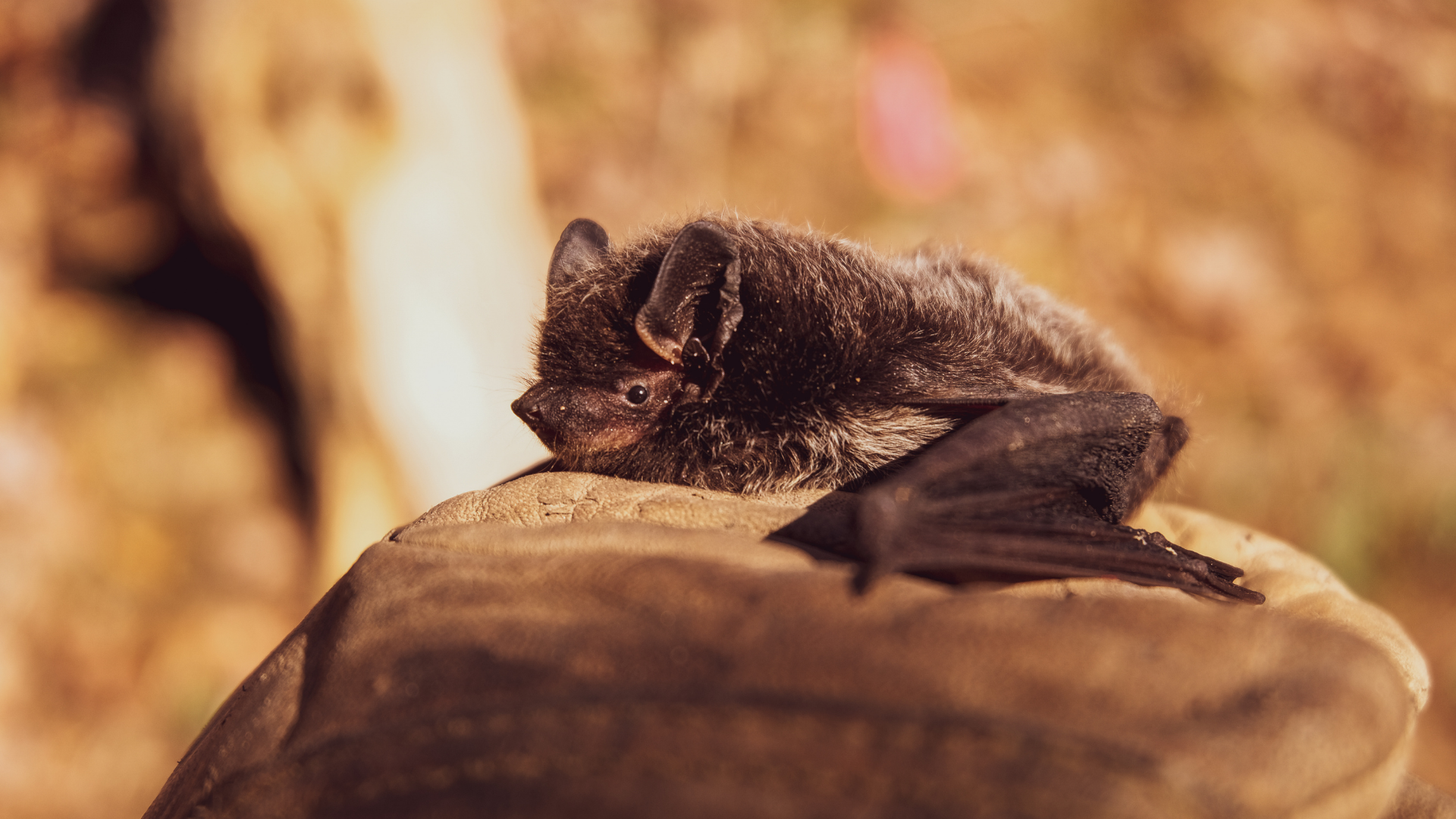 A bat is sitting on top of a rock.