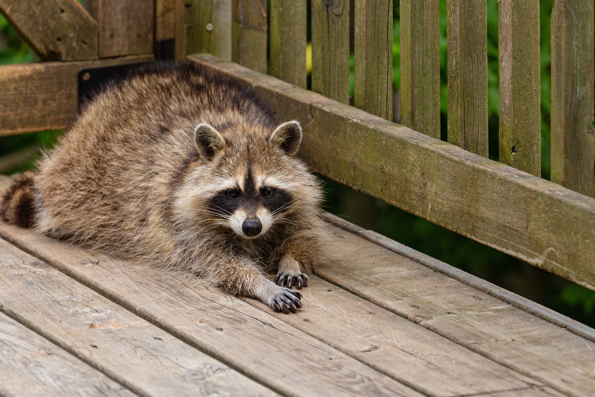 A raccoon is laying on a wooden deck next to a wooden fence.