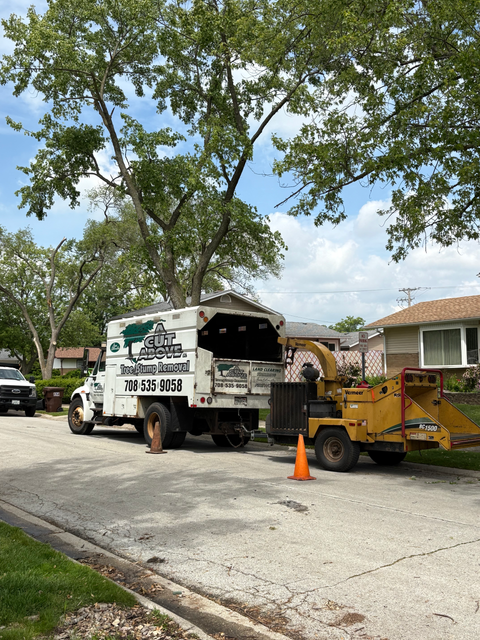 Tree & stump removal in Oak Forest, IL Tree & stump removal in Oak Forest, IL
