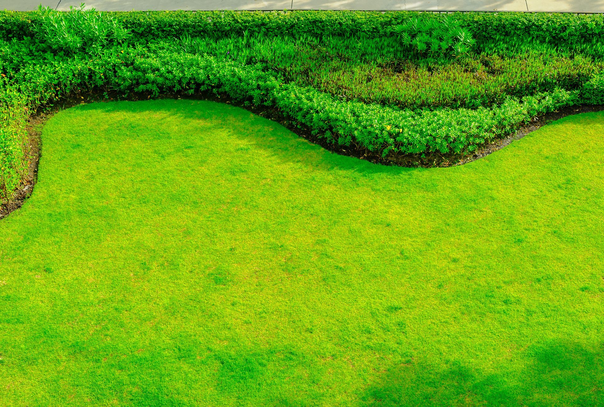 Green manicured lawn with wavy edge bordering a dense green shrub.