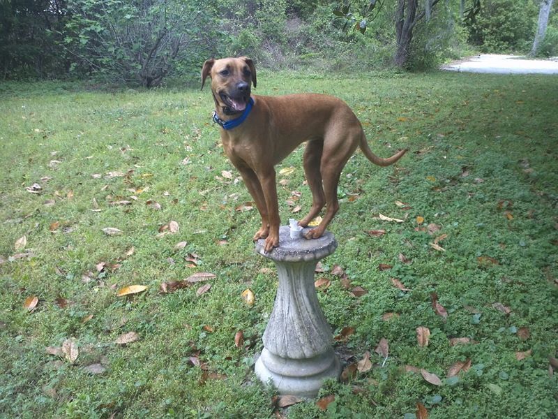 A brown dog standing on top of a bird bath