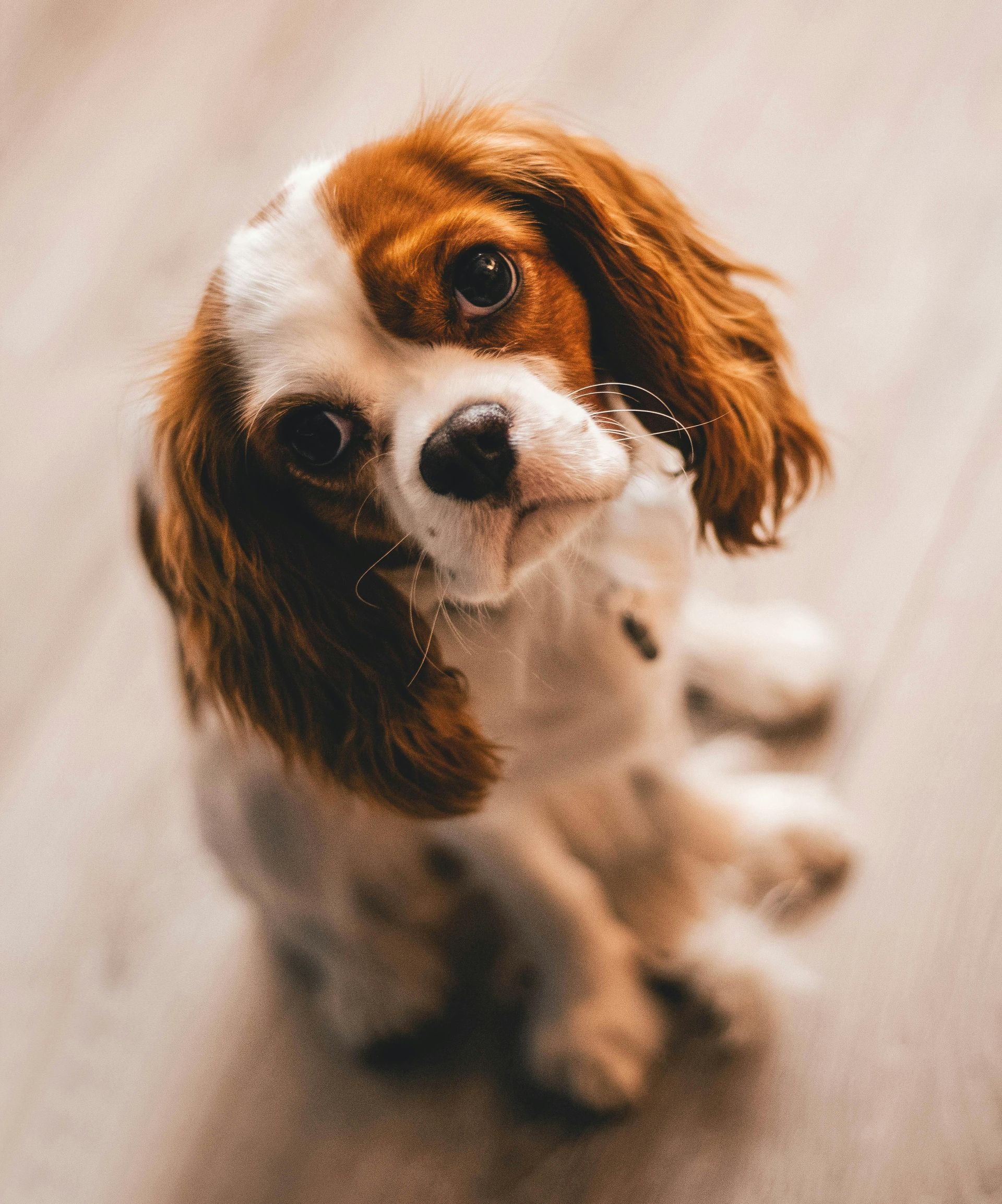 A brown and white dog is sitting on the floor and looking up at the camera.