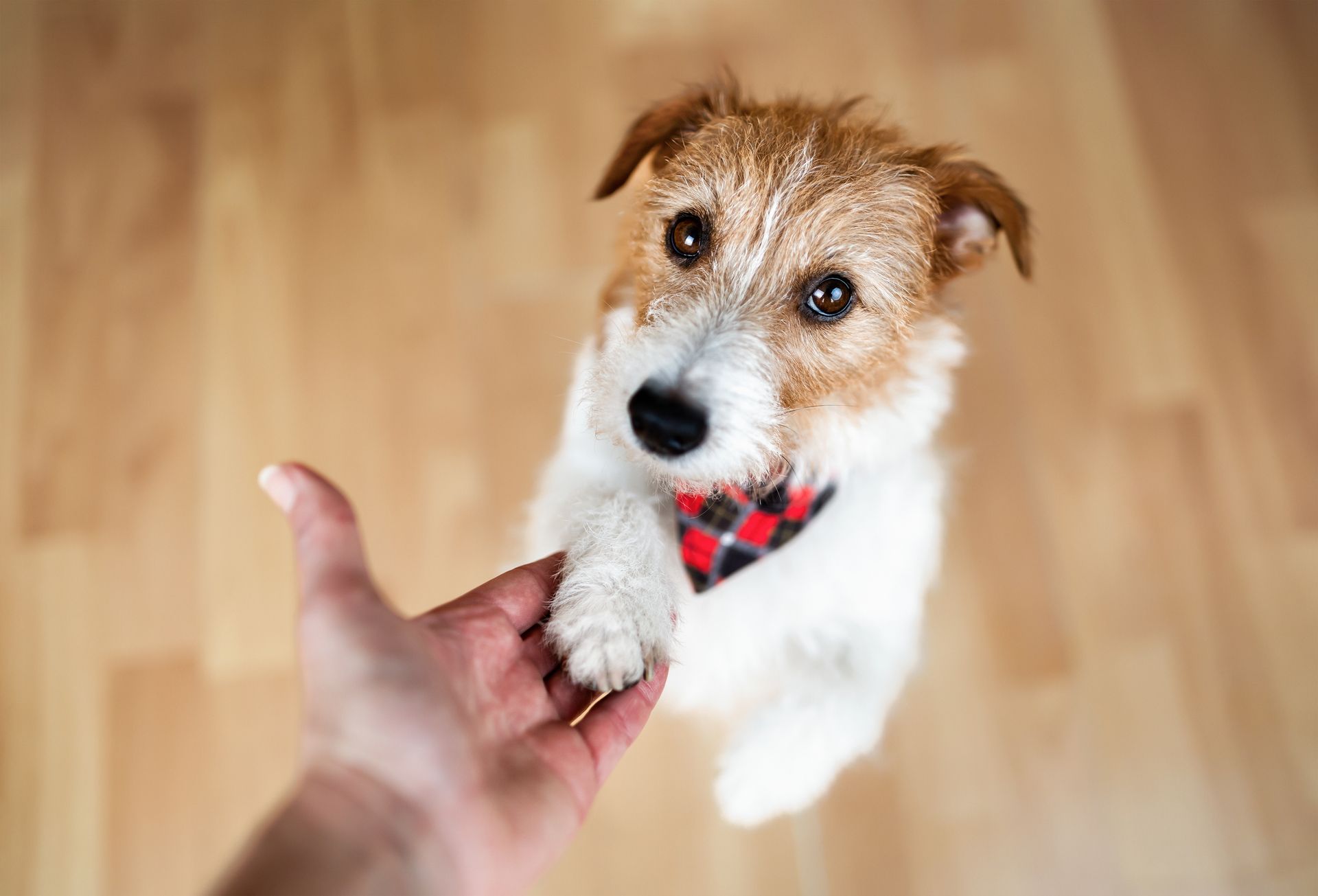 A Jack Russell terrier, wearing a red plaid bandana, giving a paw to a person on a wood floor. The dog has a pleading expression.