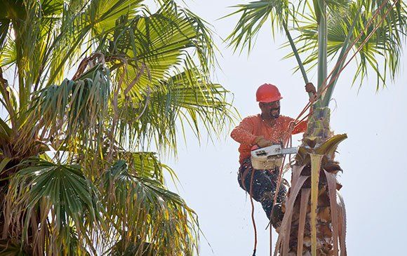 Man Cutting Top Of Tree — Valparaiso, IN — Area Tree Service