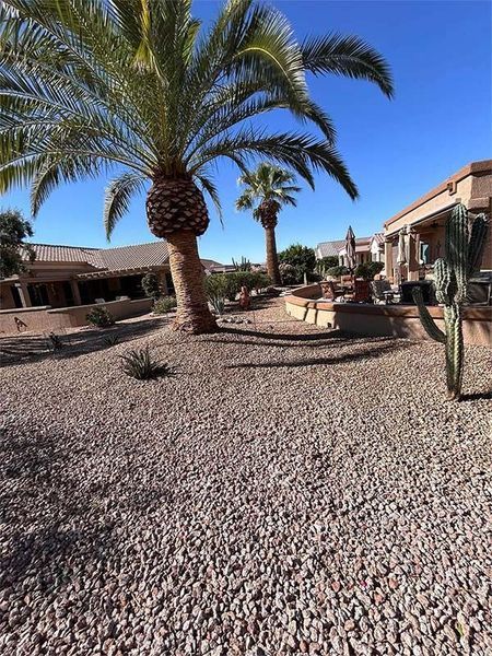 A palm tree is in the middle of a gravel yard