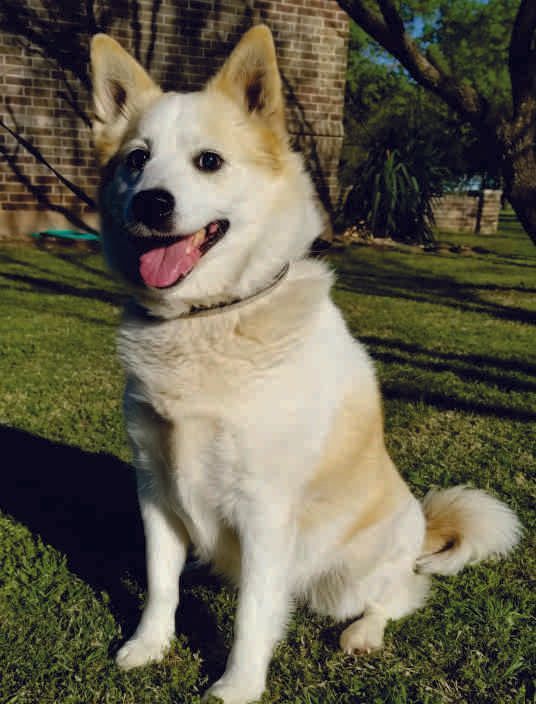 A white and tan dog is sitting in the grass with its tongue out