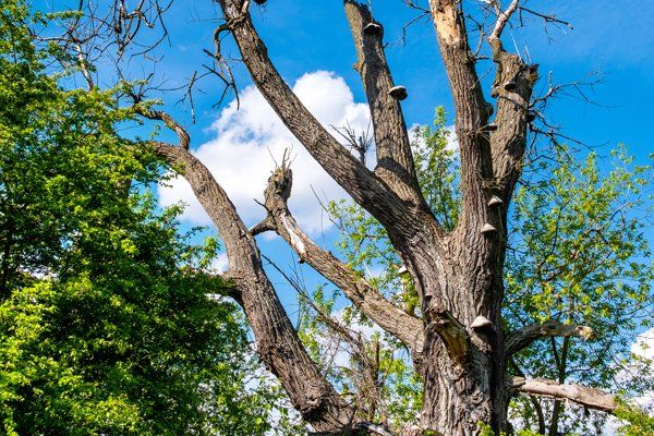 Tree Crown Clean-Out — Sacramento, CA — Tree Tech Services
