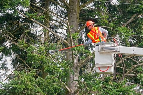 Worker Removing Tree Branches — Sacramento, CA — Tree Tech Services