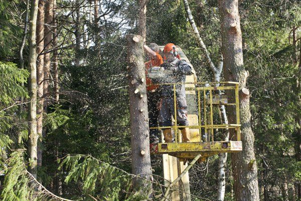 Worker Doing Complete Tree Services — Sacramento, CA — Tree Tech Services