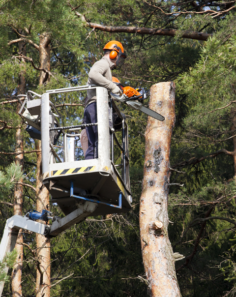Worker Cutting a Huge Tree — Sacramento, CA — Tree Tech Services