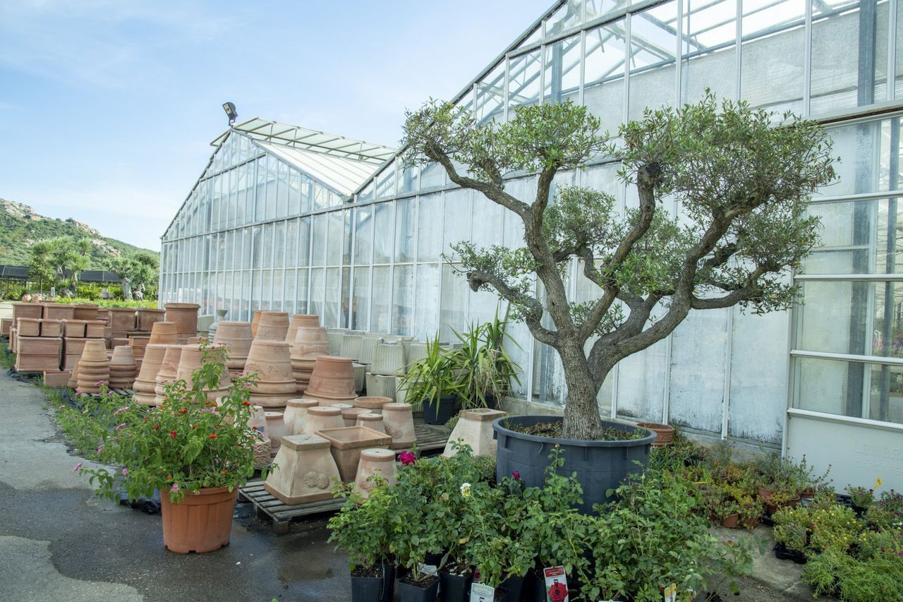 Una serra piena di tante piante in vaso e un albero.