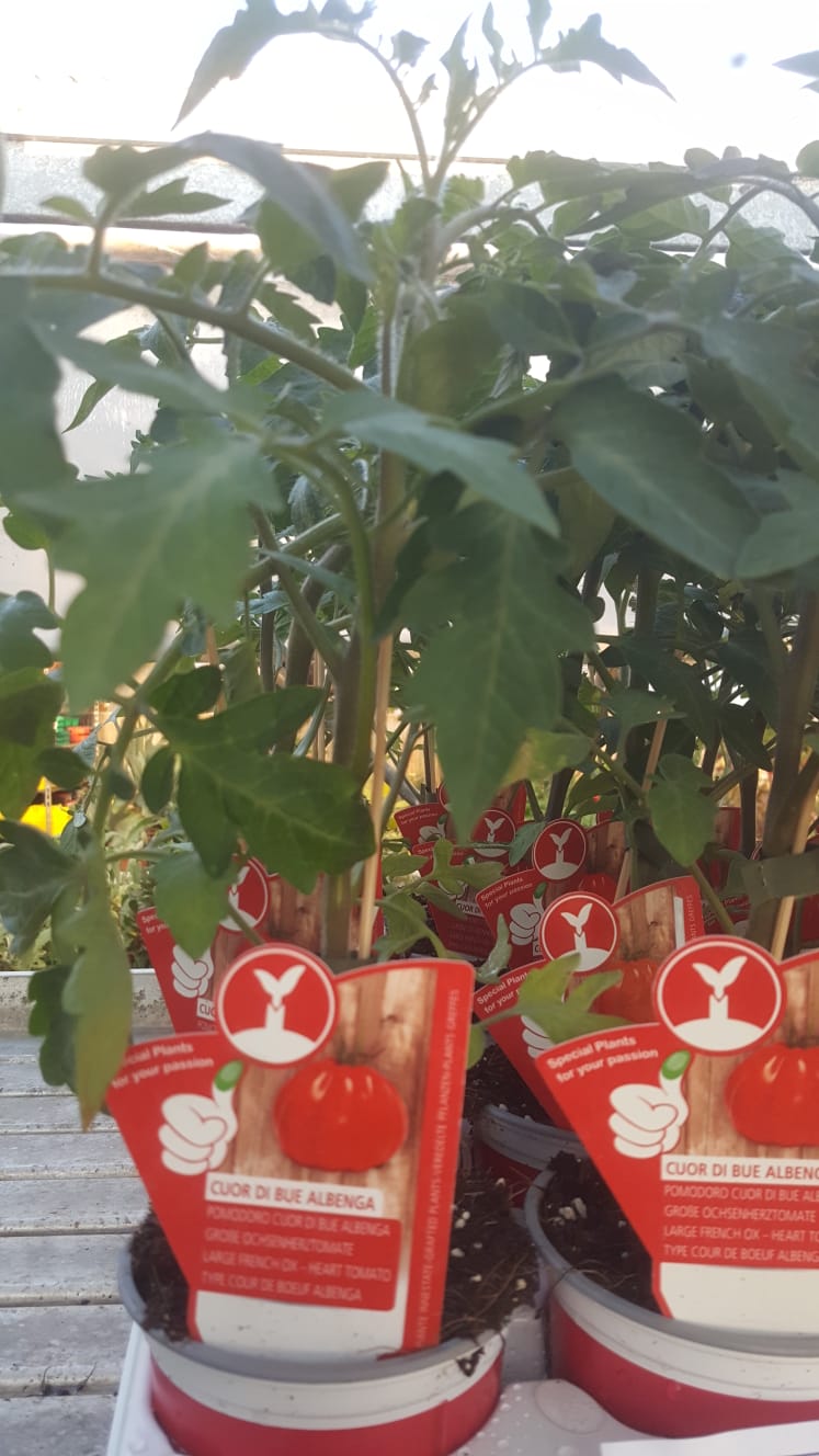 Un mucchio di piante di pomodoro in vaso con sopra la ay