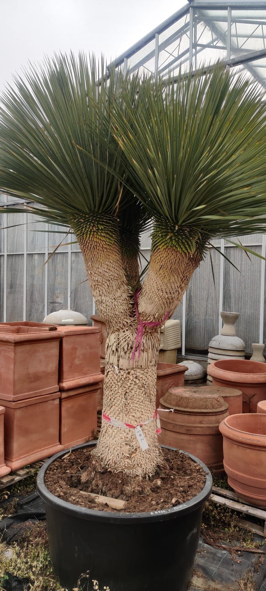 Una grande palma in un vaso nero è seduta davanti a una serra.