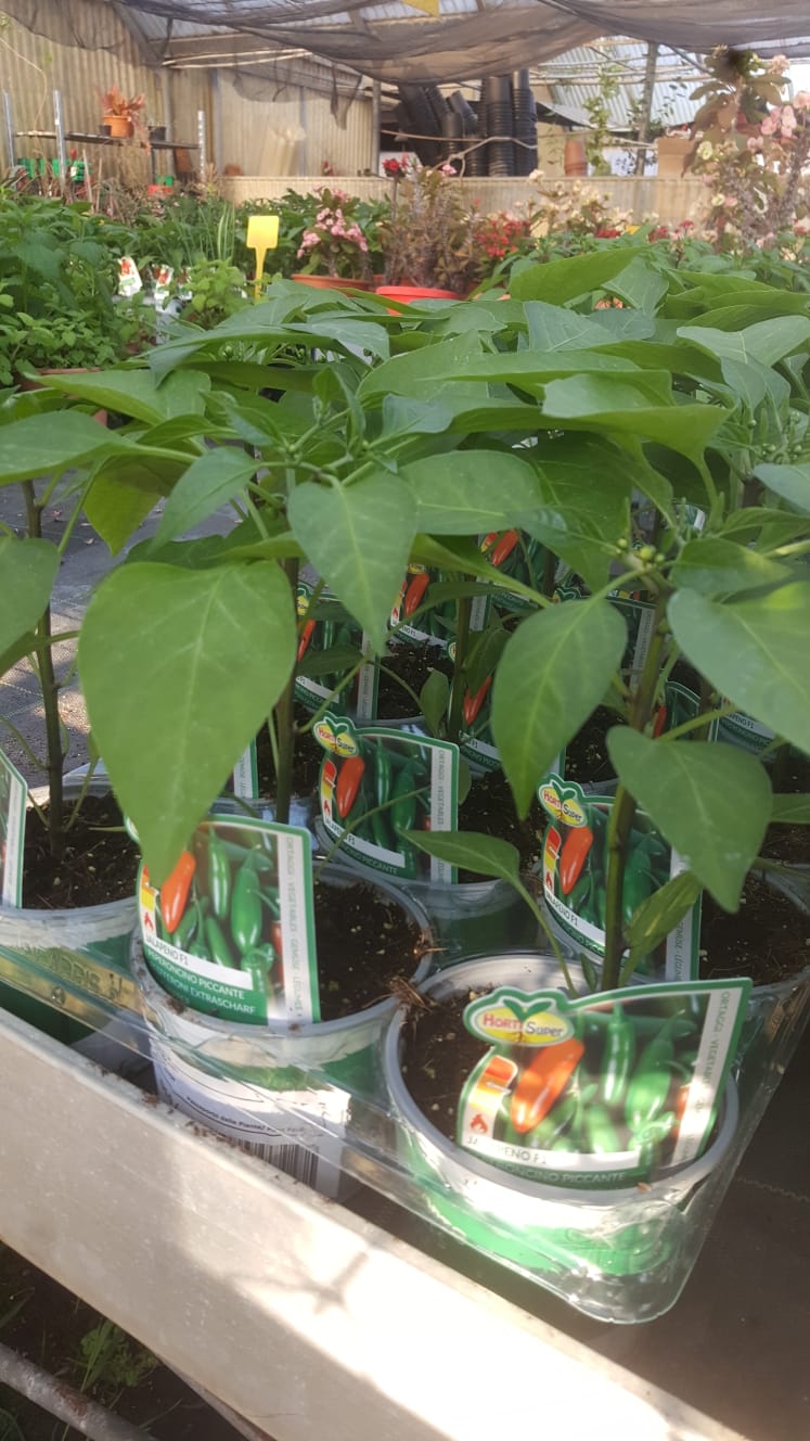 Un mazzo di piante in vaso è seduto su uno scaffale in una serra.