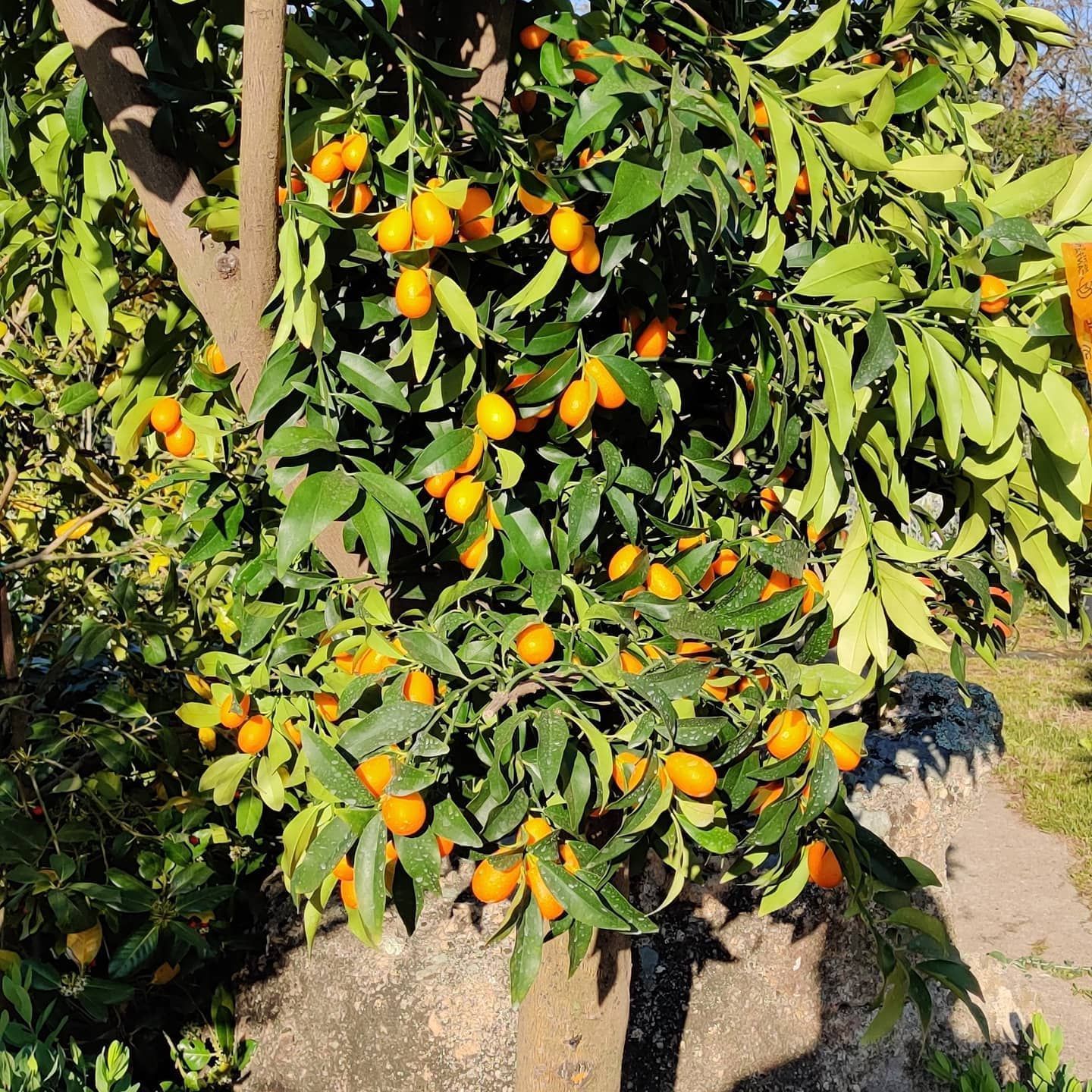 Un albero su cui crescono tante arance