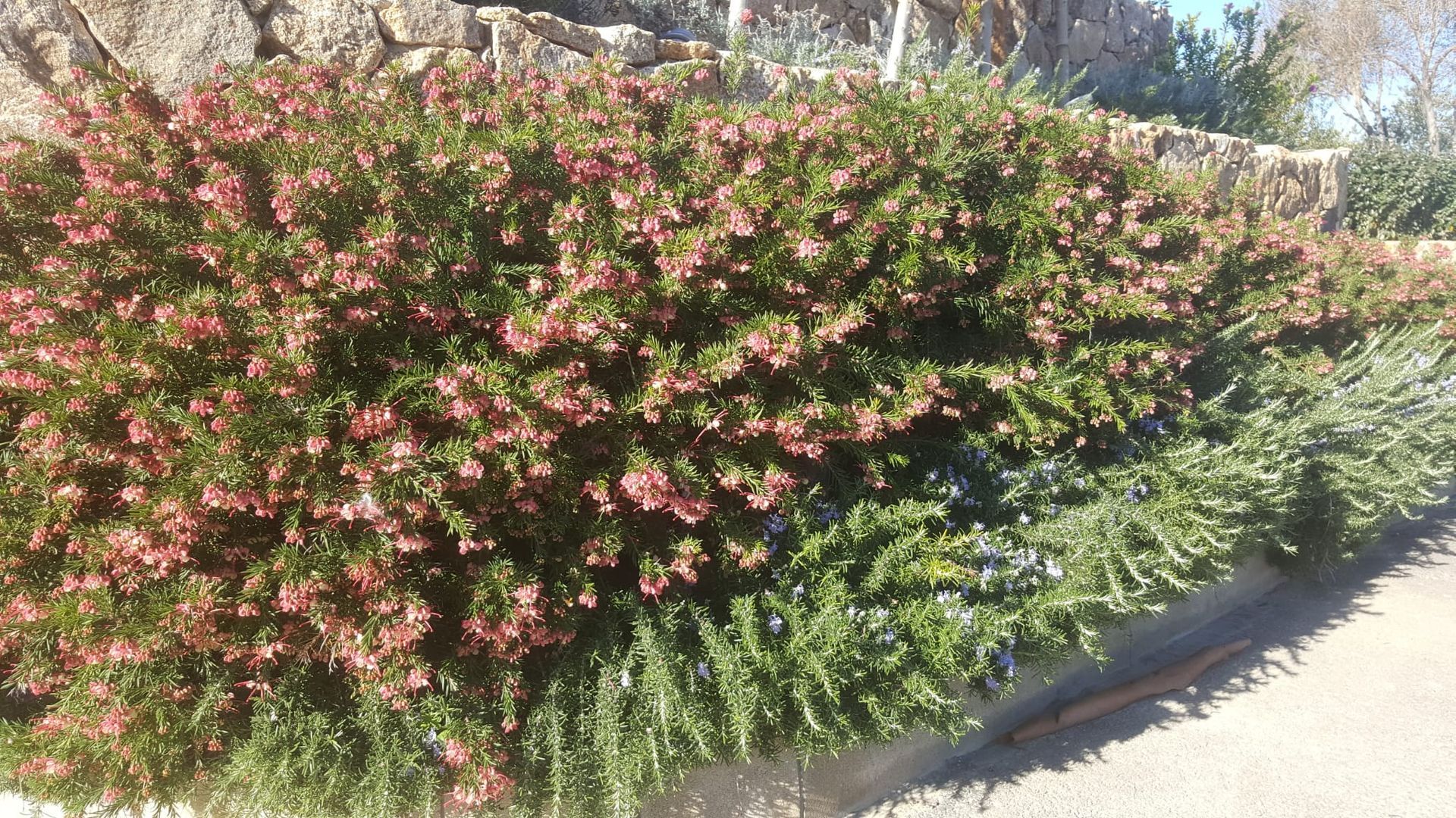 Un cespuglio con fiori rosa e foglie verdi