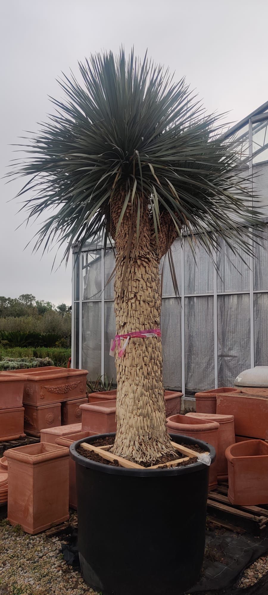 Una grande palma in un vaso nero è seduta davanti a una serra.