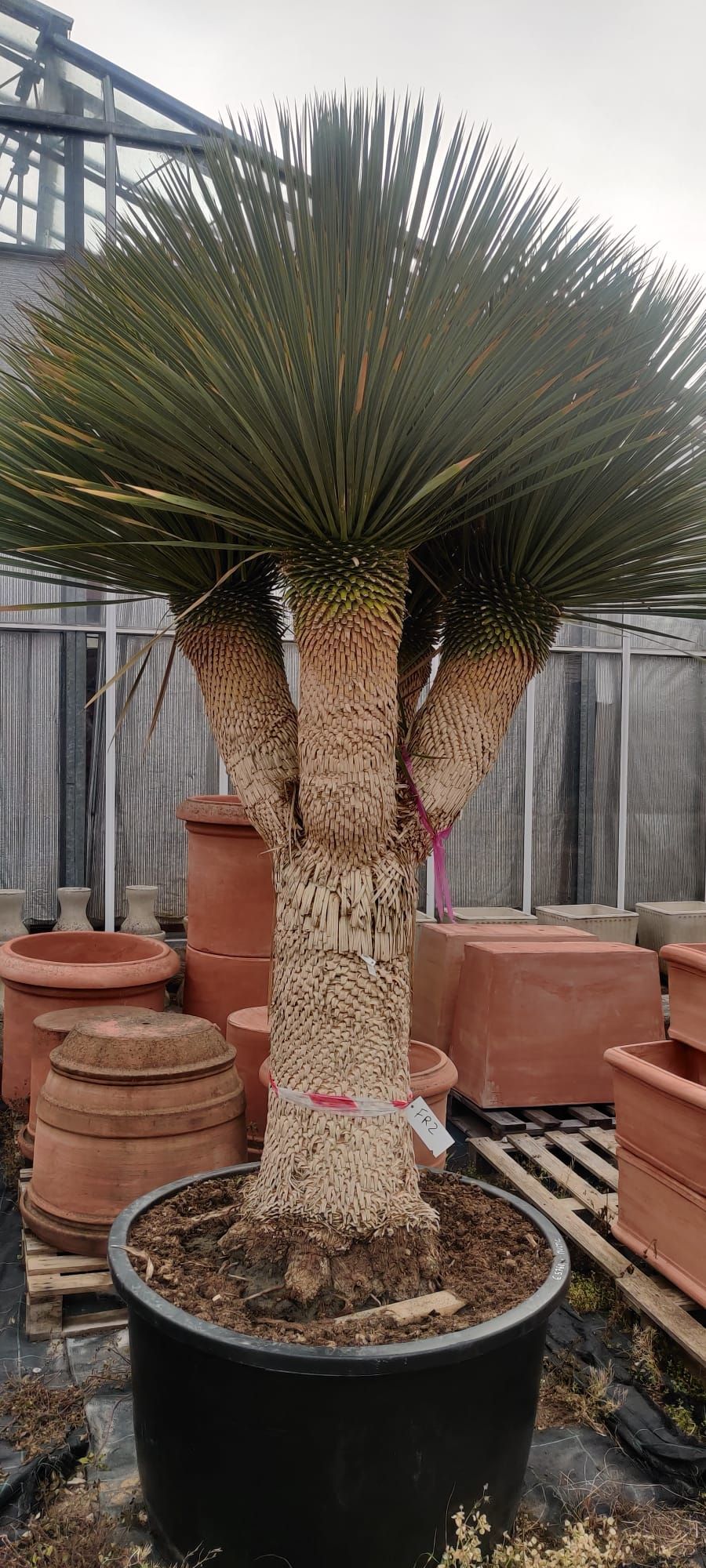 Una grande palma in un vaso nero in una serra.