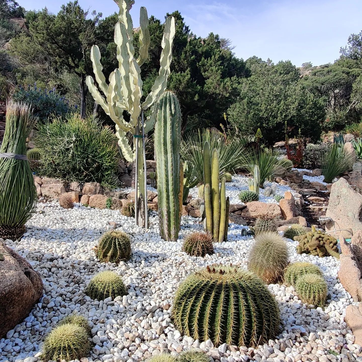 Un giardino pieno di tanti cactus e rocce