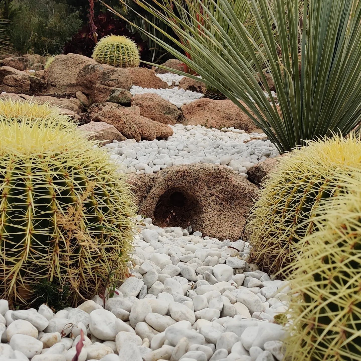 Ci sono molti tipi diversi di cactus in questo giardino.