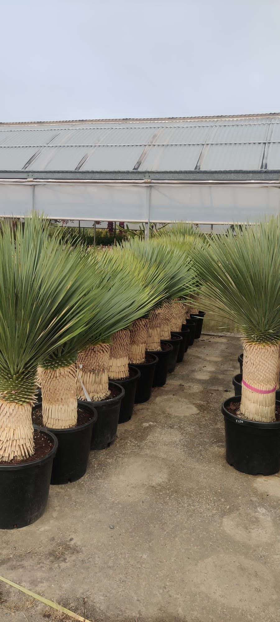 Una serra piena di tante piante in vaso.