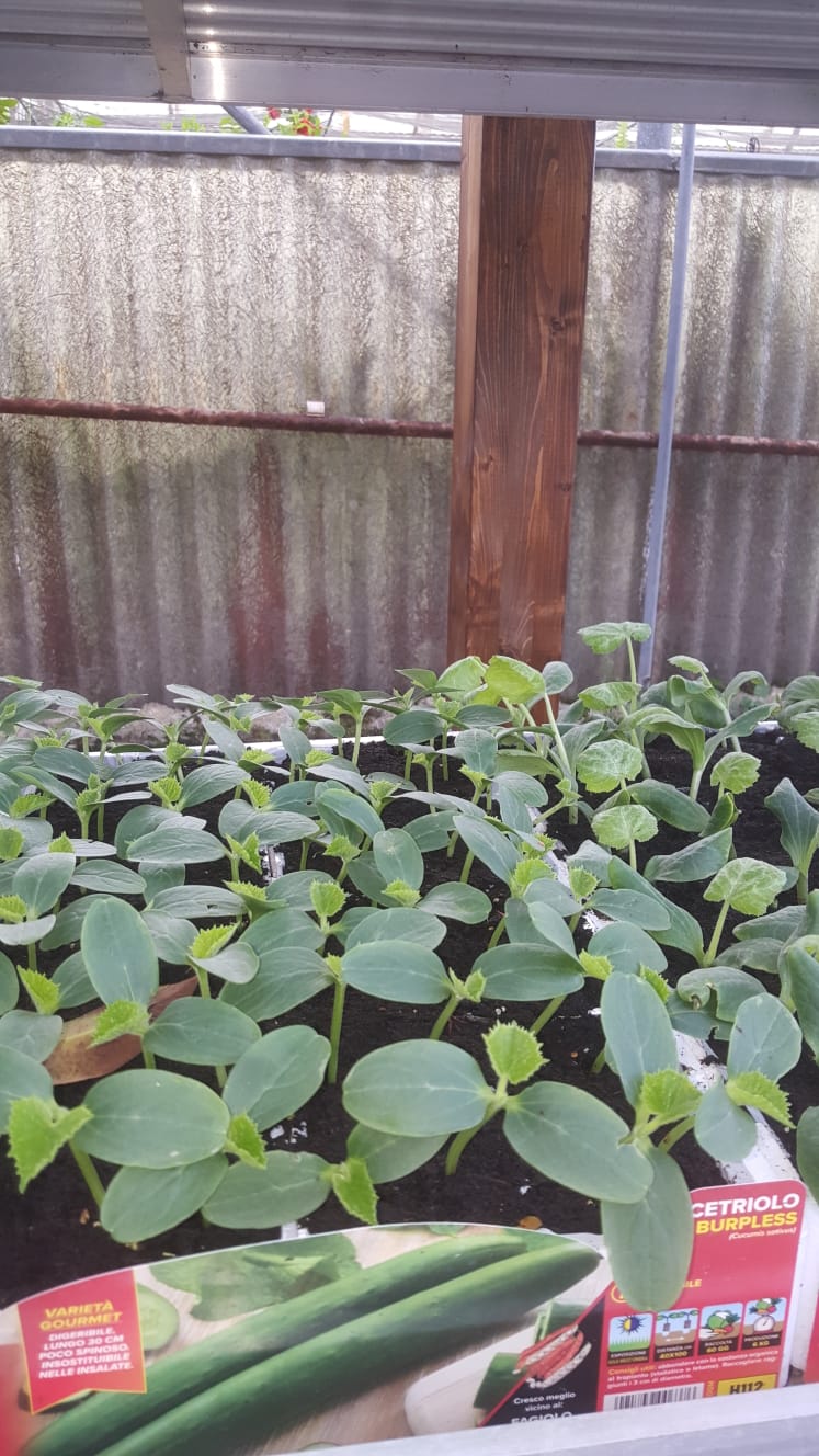 Una serra piena di tante piante verdi che crescono al suo interno.