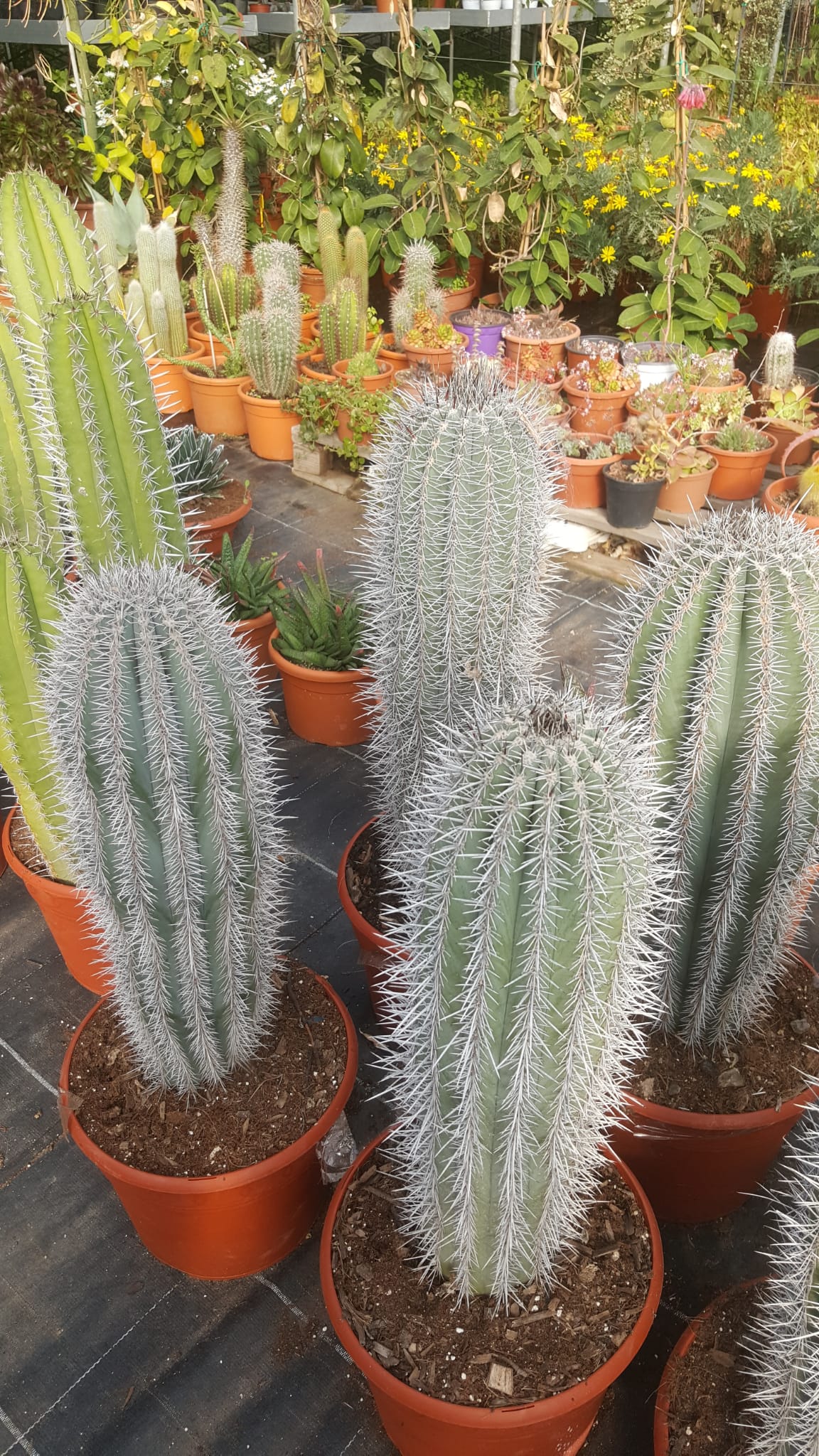 Un mucchio di piante di cactus in vaso sono seduti su un tavolo.