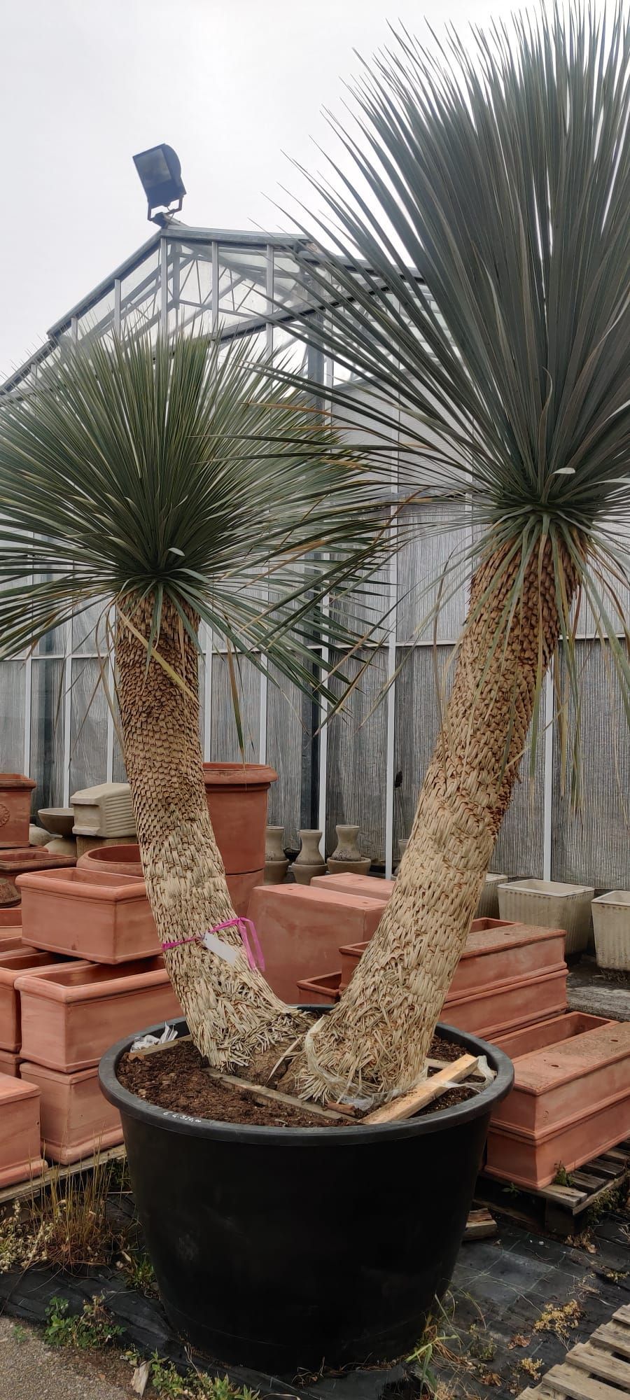 Un paio di palme in un vaso in una serra.
