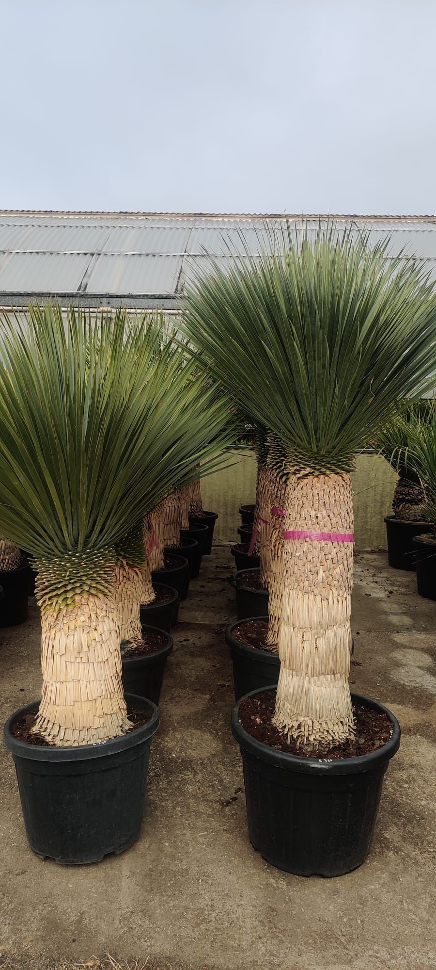 Una fila di piante in vaso sedute una accanto all'altra in una serra.