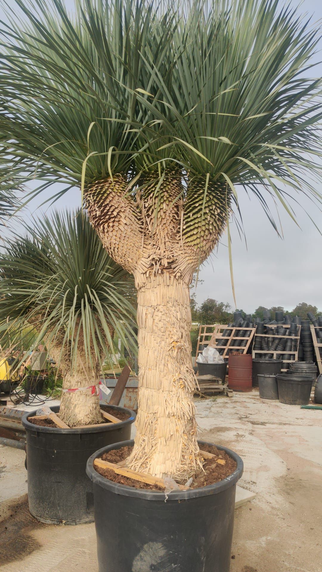 Una grande palma in un vaso nero in un giardino.