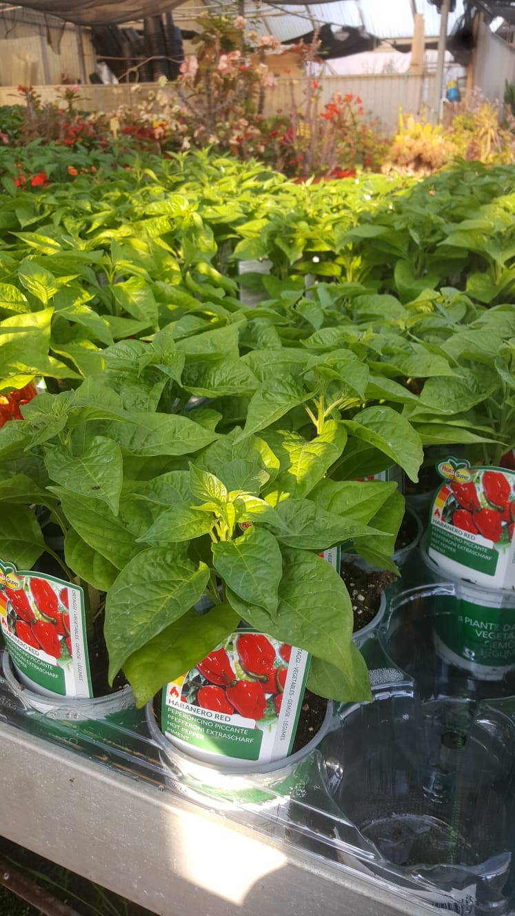 Un mazzo di piante in vaso posate sopra un tavolo.