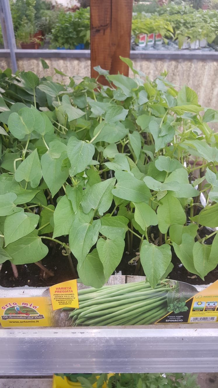 Un mucchio di piante verdi crescono in una serra.