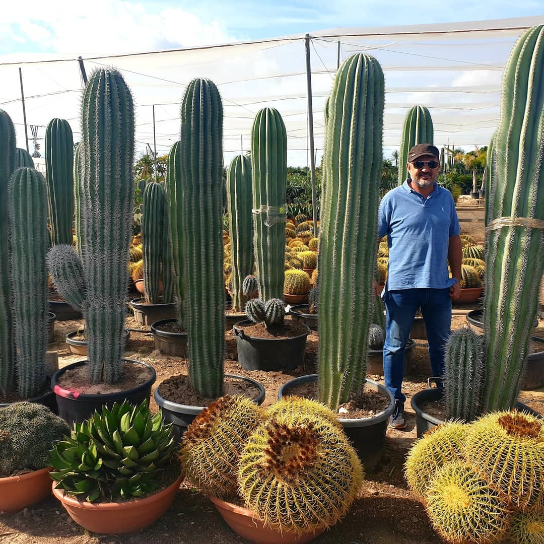 Un uomo è in piedi davanti a una fila di piante di cactus.
