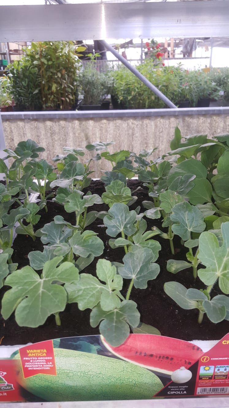 Un mazzo di angurie cresce in una serra.