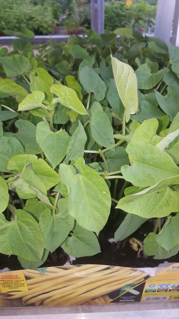 Un mazzo di piante verdi cresce in una scatola.