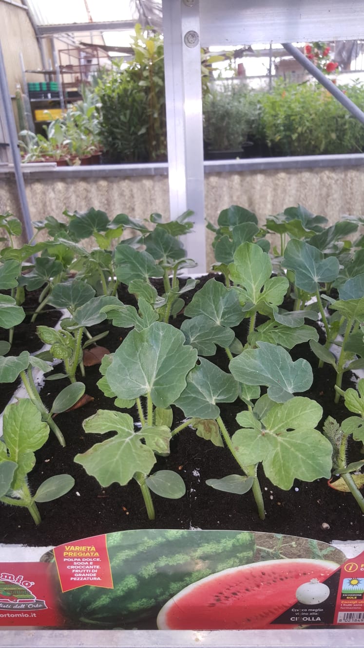 Un mazzo di angurie cresce in una serra.