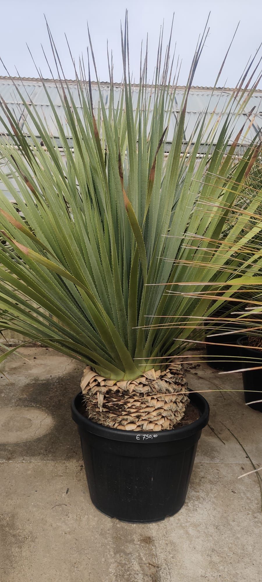 A terra c'è una grande pianta in un vaso nero.