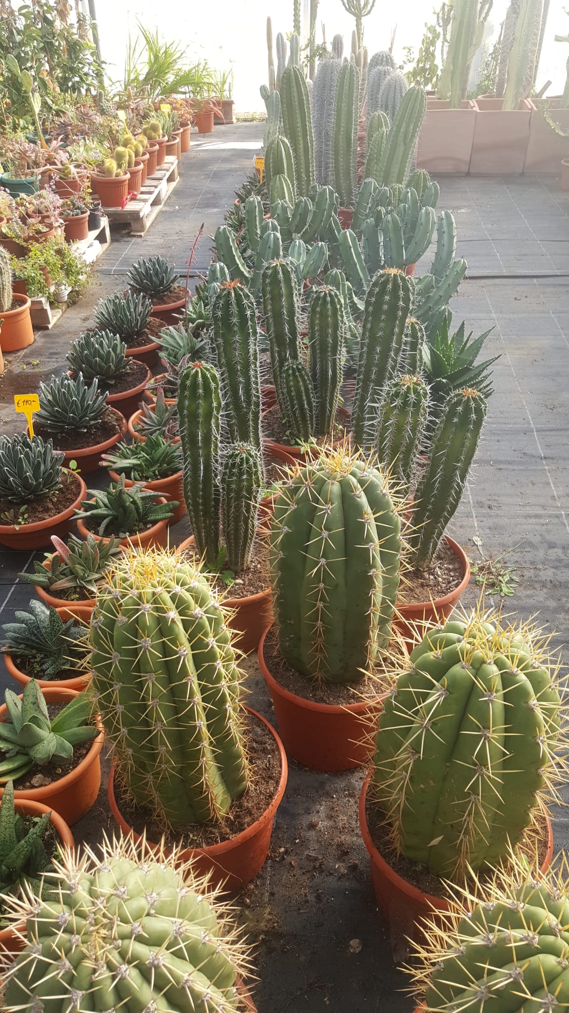 Un mucchio di piante di cactus in vaso sono seduti a terra.
