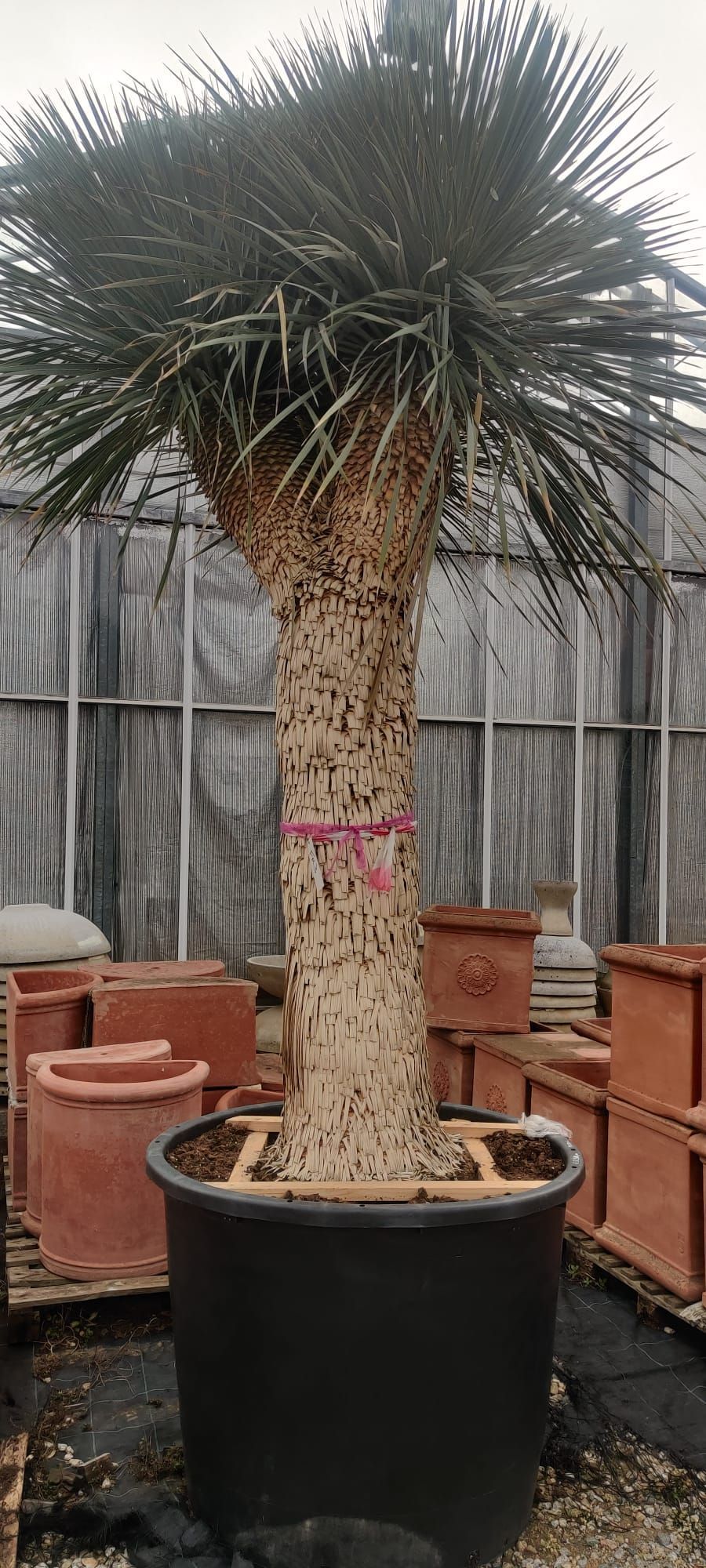Una grande palma in un vaso nero è seduta in una serra.