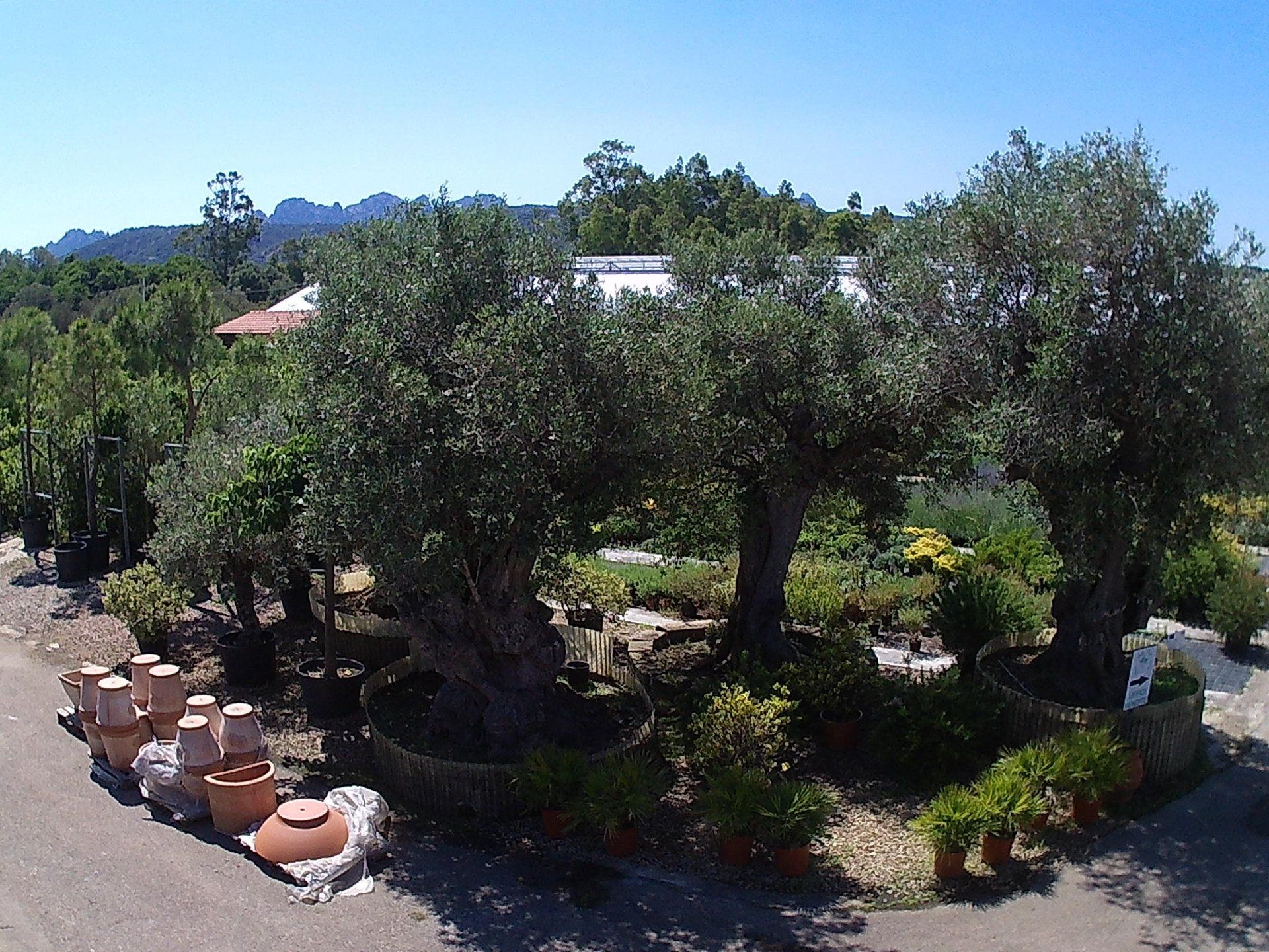 Molte piante in vaso e alberi in un giardino